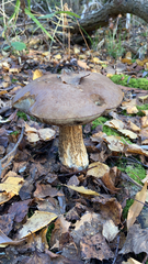 Leccinum scabrum