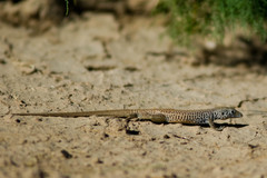 Aspidoscelis tigris tigris