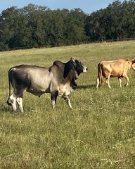 Bos indicus