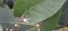 Arachosia praesignis