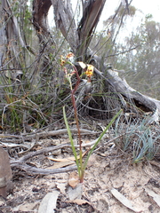 Diuris calcicola