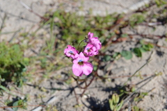 Nemesia strumosa