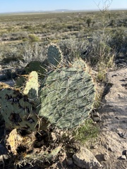 Opuntia arizonica