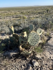 Opuntia arizonica