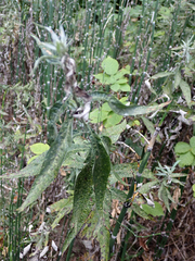 Artemisia douglasiana