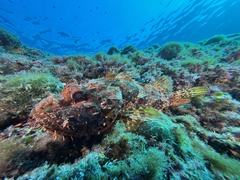 Scorpaena scrofa