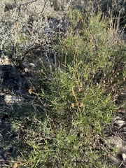 Sidneya tenuifolia