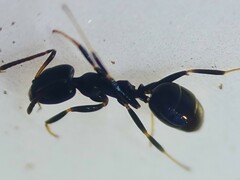 Ochetellus glaber