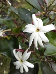 Jasminum multiflorum