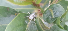 Arachosia praesignis