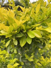 Duranta erecta