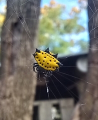 Gasteracantha cancriformis