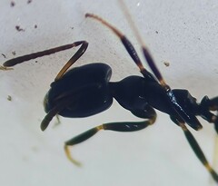 Ochetellus glaber