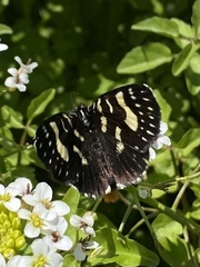 Phalaenoides tristifica