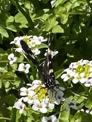 Phalaenoides tristifica