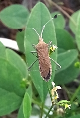 Chariesterus antennator