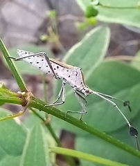 Chariesterus antennator