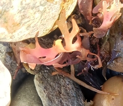 Chondrus crispus