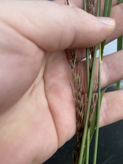 Sorghastrum elliottii
