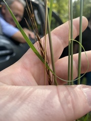 Sorghastrum elliottii
