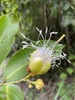 Cynophalla grandiflora - Photo (c) Geovane Siqueira, some rights reserved (CC BY-NC), uploaded by Geovane Siqueira