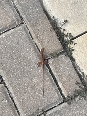 Anolis sagrei