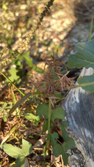 Cyperus rotundus