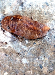 Limacus