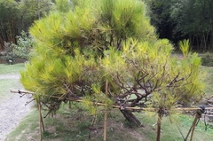 Pinus caribaea