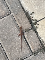 Anolis sagrei