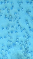 Pluteus chrysophaeus