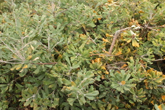 Banksia ornata
