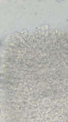 Pluteus chrysophaeus