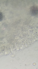 Pluteus chrysophaeus