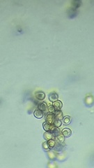 Pluteus chrysophaeus