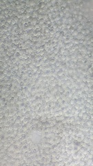 Pluteus chrysophaeus