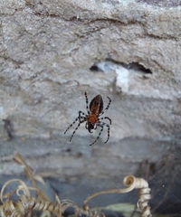 Alpaida gallardoi