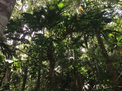 Geonoma blanchetiana