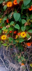 Thunbergia alata