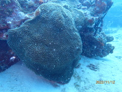 Montastraea cavernosa