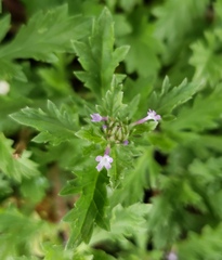 Verbena bracteata