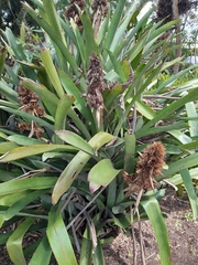 Aechmea aquilega