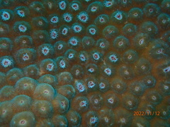 Montastraea cavernosa