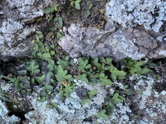 Pleopeltis riograndensis