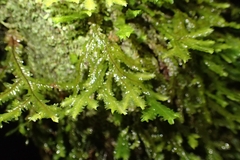 Plagiochila trispicata