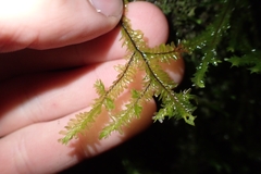 Plagiochila trispicata