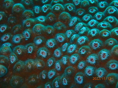 Montastraea cavernosa