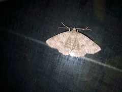 Ascotis fortunata