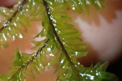 Plagiochila trispicata