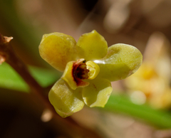 Cymbidium suave